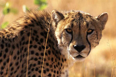 cheetah